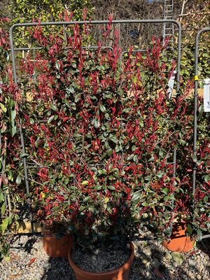 Photinia fraseri Red Robin Compacta on Metal Frame 45L 140x100cm