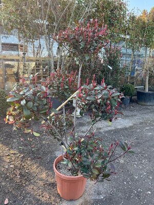 Photinia fraseri Red Robin Compacta Pom Pom 25L