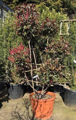 Photinia fraseri Red Robin Compacta Pom Pom 55L