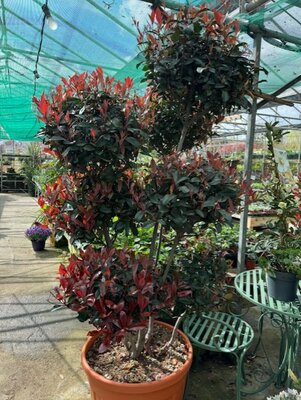 Photinia fraseri Red Robin Compacta Pom Pom 90L