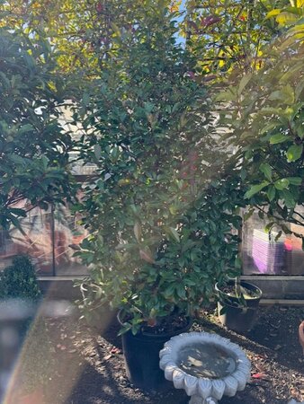 Photinia fraseri 'Red Robin' Cone-shape 70L