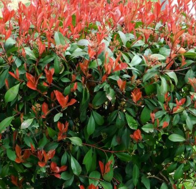 Photinia fraseri 'Red Robin' - Mushroom style - 130L - 200cm clear stem