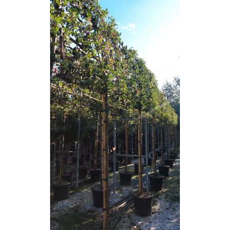 Photinia fraseri 'Red Robin' - Pleached - 45L