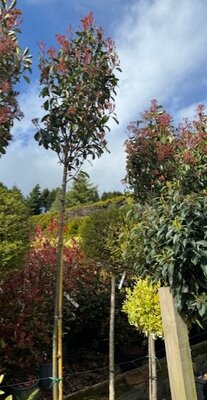 Photinia fraseri 'Red Robin' - Standard 30L