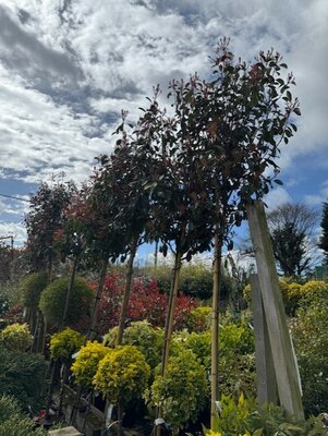 Photinia fraseri 'Red Robin' - Standard 30L - image 2