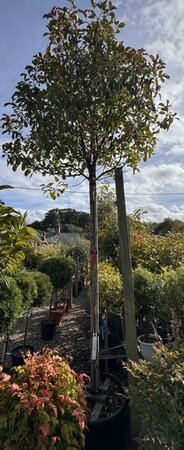Photinia fraseri 'Red Robin' Std 90L 