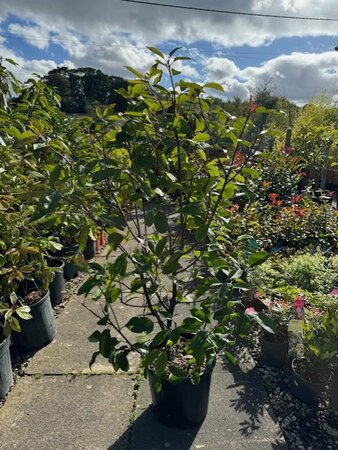 Photinia fraseri 'Red Select' - 18L