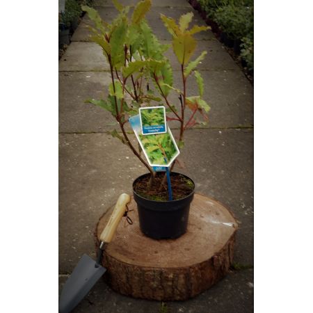 Photinia serratifolia 'Crunchy' - 2L