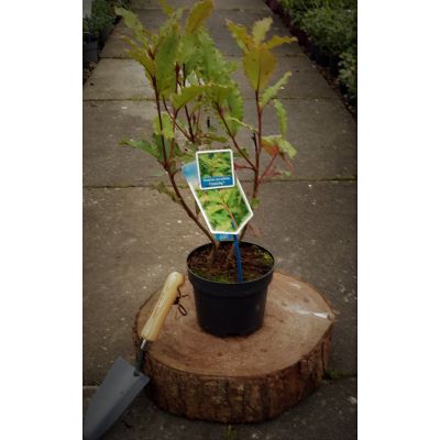 Photinia serratifolia 'Crunchy' - 2L