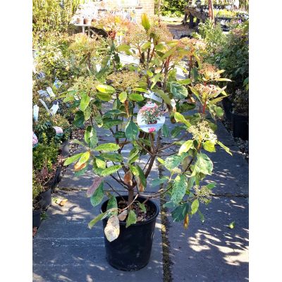 Photinia serratifolia 'Pink Crispy'®