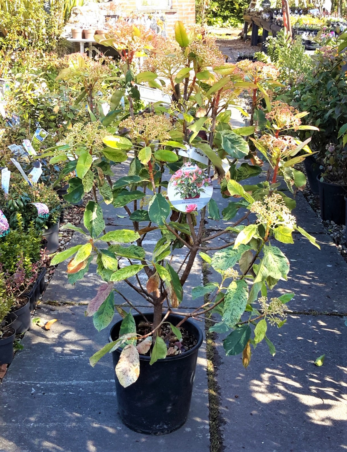 Photinia serratifolia 'Pink Crispy'