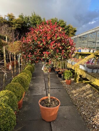 Photinia serrulata Atropurpurea Nana - 1/2 Std 25L