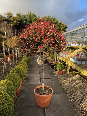 Photinia serrulata Atropurpurea Nana - 1/2 Std 25L