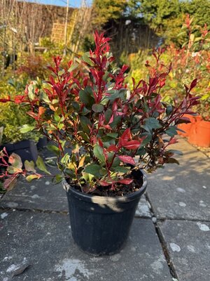 Photinia serrulata Atropurpurea Nana 7.5L