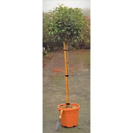 Photinia serrulata 'Red Robin'  - 1/2 Std - 20L