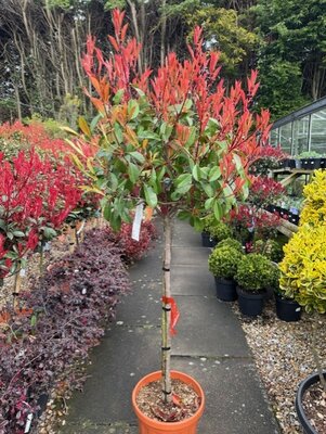 Photinia serrulata 'Red Robin'  - 1/2 Std - 18L