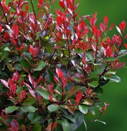 Photinia serrulata 'Red Robin' - 1.5m - Multi stem - in bowl planter - image 1