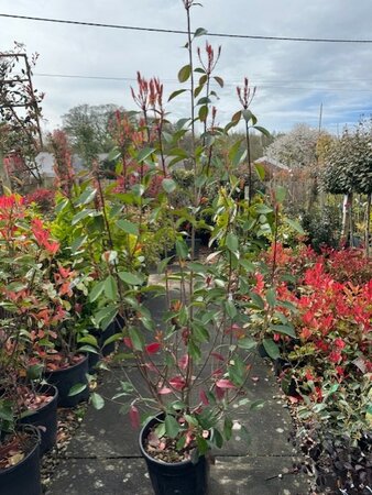Photinia serrulata 'Red Robin' 18L