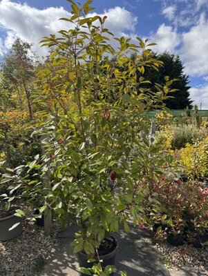 Photinia serrulata 'Red Robin' - 30L