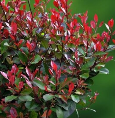 Photinia serrulata 'Red Robin' - 55L - 1/2 Std - image 2