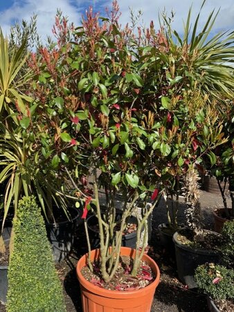 Photinia serrulata 'Red Robin' Mushroom Style - Multi stem 90L