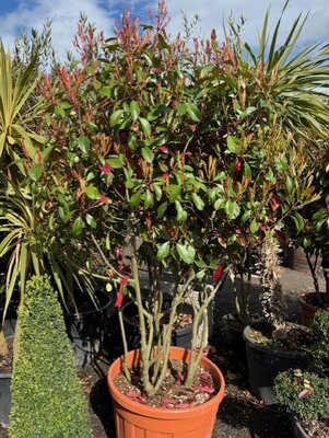 Photinia serrulata 'Red Robin' Mushroom Style - Multi stem 90L