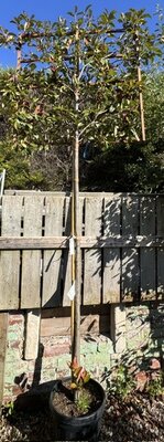 Photinia serrulata 'Red Robin' - Pleached - 50L