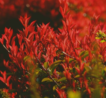 Photinia fraseri 'Carre Rouge' - 3L - 0.7m