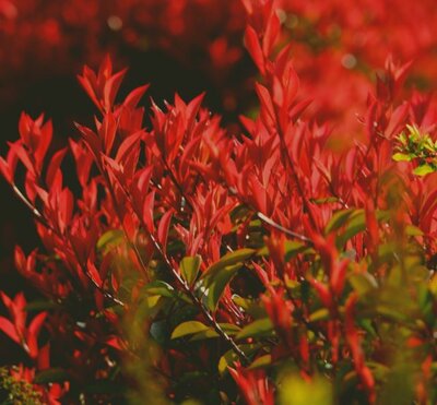 Photinia fraseri 'Carre Rouge'   - 3L - 0.7m