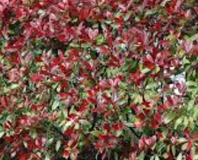 Photinia fraseri 'Dynamo Red'® - 9L - 1m - image 2