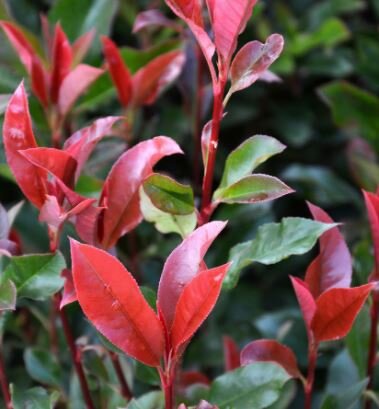 Photinia fraseri 'Dynamo Red'® - Ball - 35L - 0.4m