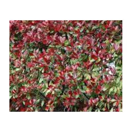 Photinia fraseri 'Dynamo Red'® - 0.8m - image 2