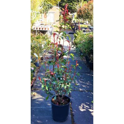 Photinia fraseri 'Dynamo Red'®  - 0.8m