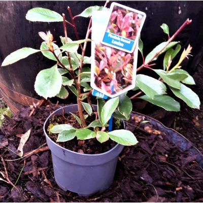 Photinia fraseri 'Louise'® - 2L