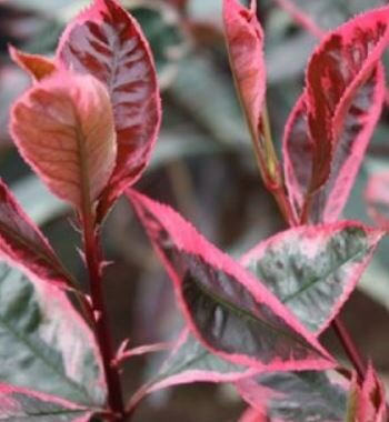 Photinia fraseri 'Louise'®  - 9L - 1m