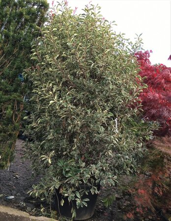 Photinia fraseri 'Pink Marble'® - 150L - 250cm - image 1