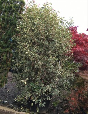 Photinia fraseri 'Pink Marble'®  - 150L - 250cm