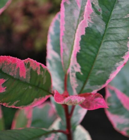 Photinia fraseri 'Pink Marble'® - 150L - 250cm - image 2