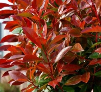 Photinia fraseri 'Red Light'® - 9L - 1m