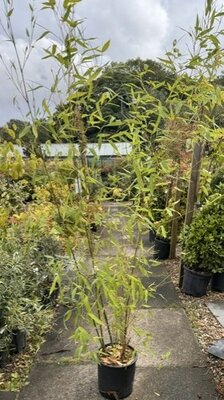 Phyllostachys Aurea Bamboo 12L