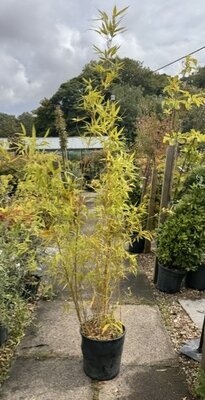 Phyllostachys Aurea Bamboo - 18L 