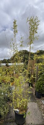 Phyllostachys Aurea Bamboo - 30L 