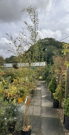 Phyllostachys Aureasulcata Spectabilis Bamboo 12L