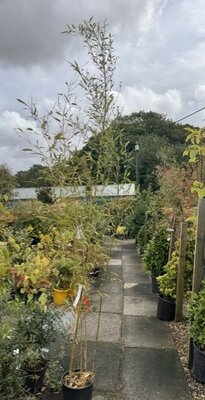 Phyllostachys Aureasulcata Spectabilis Bamboo 12L