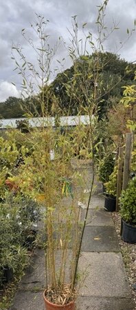 Phyllostachys Bissetii Bamboo - 12L 