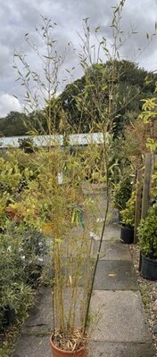 Phyllostachys Bissetii Bamboo - 12L 