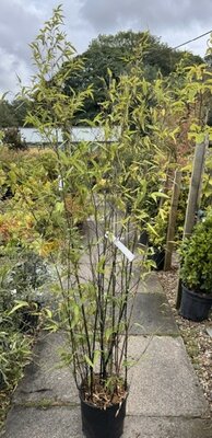 Phyllostachys Nigra Bamboo 12L