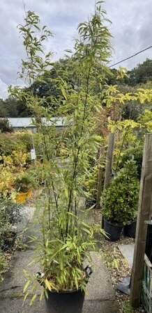 Phyllostachys Nigra Bamboo - 35L - 250cm