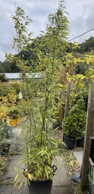 Phyllostachys Nigra Bamboo - 35L - 250cm