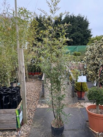 Phyllostachys Nigra (Black Bamboo) 10L 